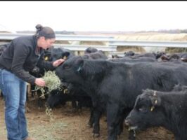 Woman feeding beef cattle