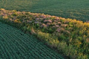 Prairie Strip located mid-field.