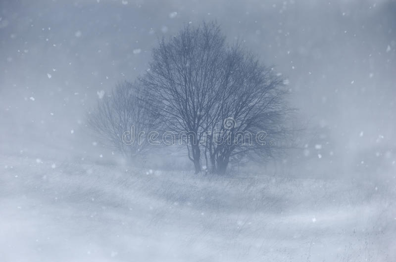 blizzard-meadow-tree-winter-snow-falling-43767957